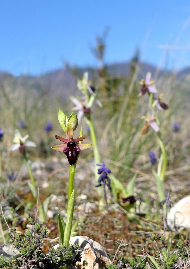 Ophrys promontorii : Abruzzo e Lazio 2019